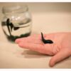 Leech Therapy Centre UK | Buy Medicinal Leeches (Hirudo Verbana)