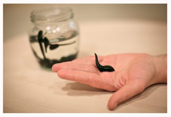 Leech Therapy Centre UK | Buy Medicinal Leeches (Hirudo Verbana)