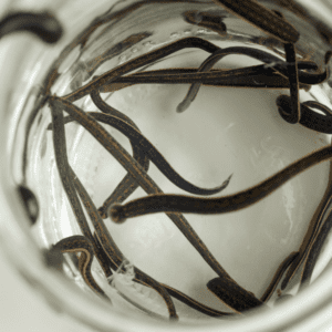 Buy Medicinal Leeches (Hirudo Verbana)