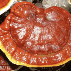 REISHI (Ganoderma Lucidum) mushroom extract