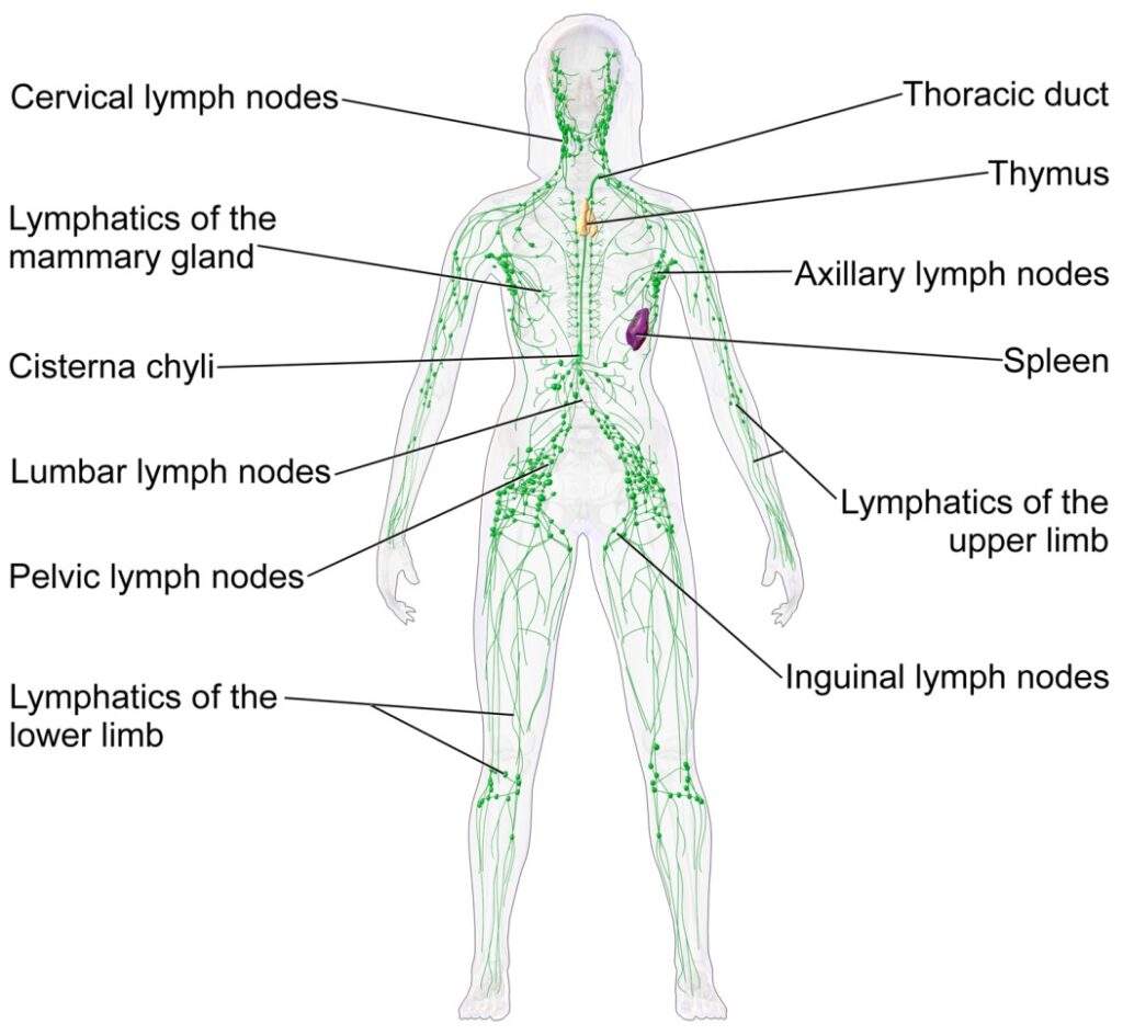 Leech Therapy Centre UK|Lymph